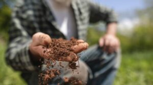 Commercial Soil Mixes for Chinese Evergreens