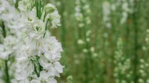 FAQS about Delphinium Flowers