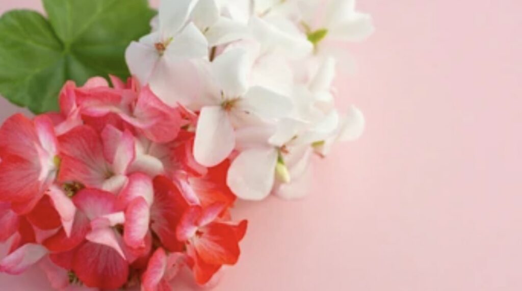 Geranium Etymology