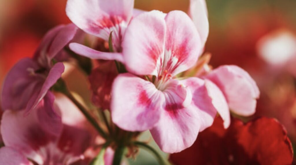 Geranium Flower to Ward off Evil Spirits