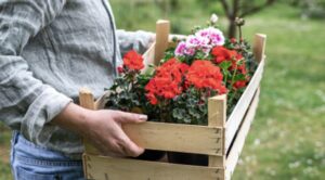 Geranium Flowers’ Meaning and Symbolism