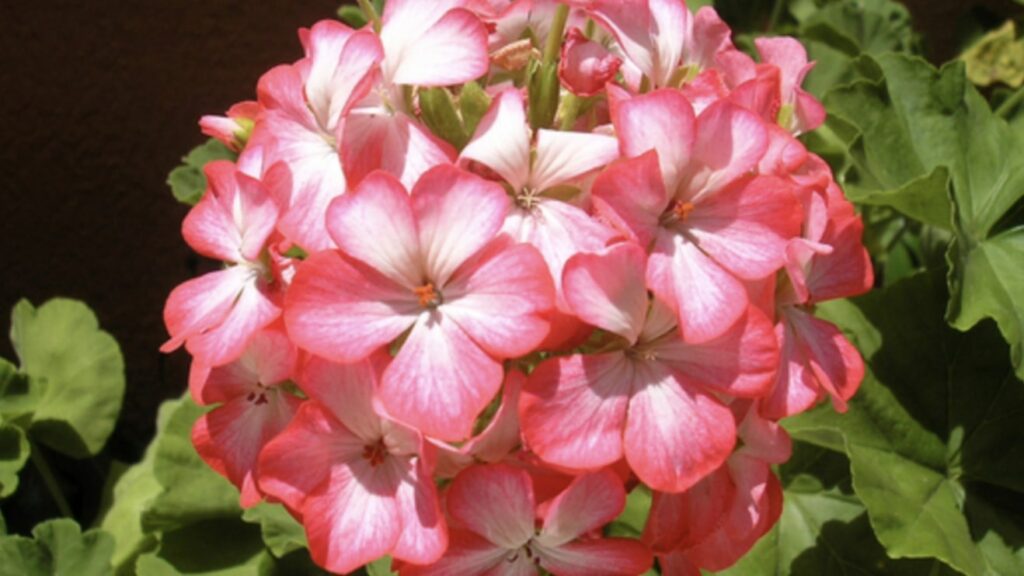 Geranium Flowers’ Meanings by Color