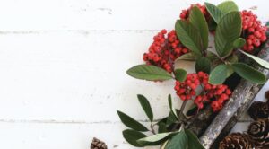 Holly Meaning and Symbolism
