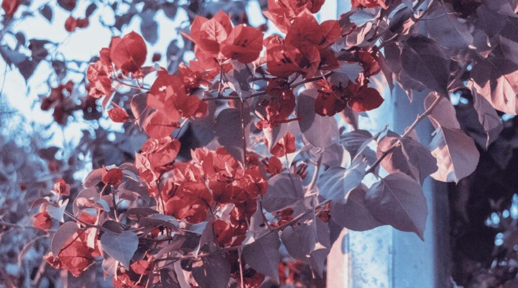 How to Care for Bougainvillea Flowers