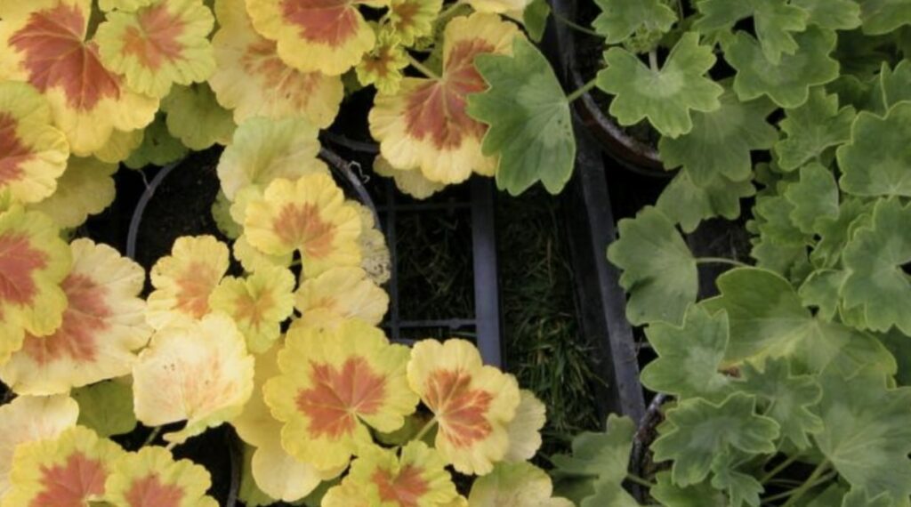 How to Care for Geranium Flowers