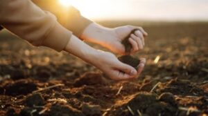 How to Make the Correct Chinese Evergreen Soil