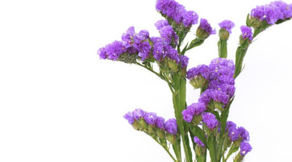 What is the meaning of the statice flower? [2026]