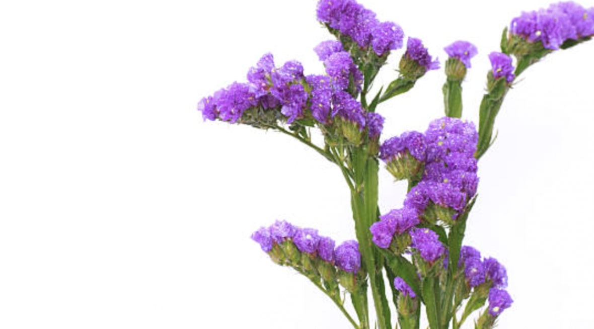 What is the meaning of the statice flower? [2026]