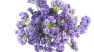 The Meaning and Symbolism of Statice Flowers
