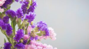Uses and Benefits of Statice Flowers