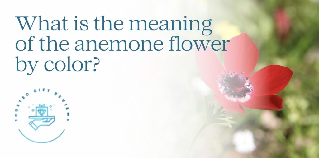 What is the meaning of the anemone flower