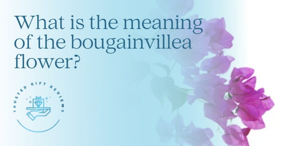 What is the meaning of the bougainvillea flower