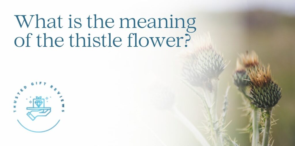 What is the meaning of the thistle flower