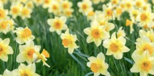 Daffodil
