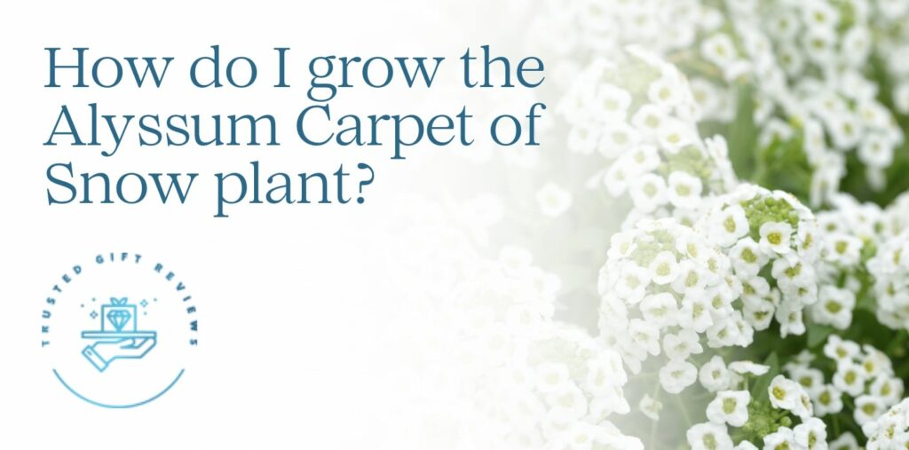 How do I grow the Alyssum Carpet of Snow plant
