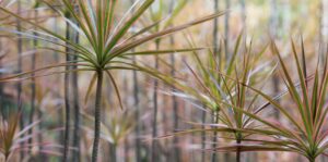 How do I supply the Dracaena marginata with these nutrients