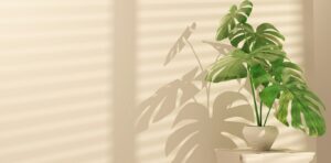 How long should I put monstera in the sun