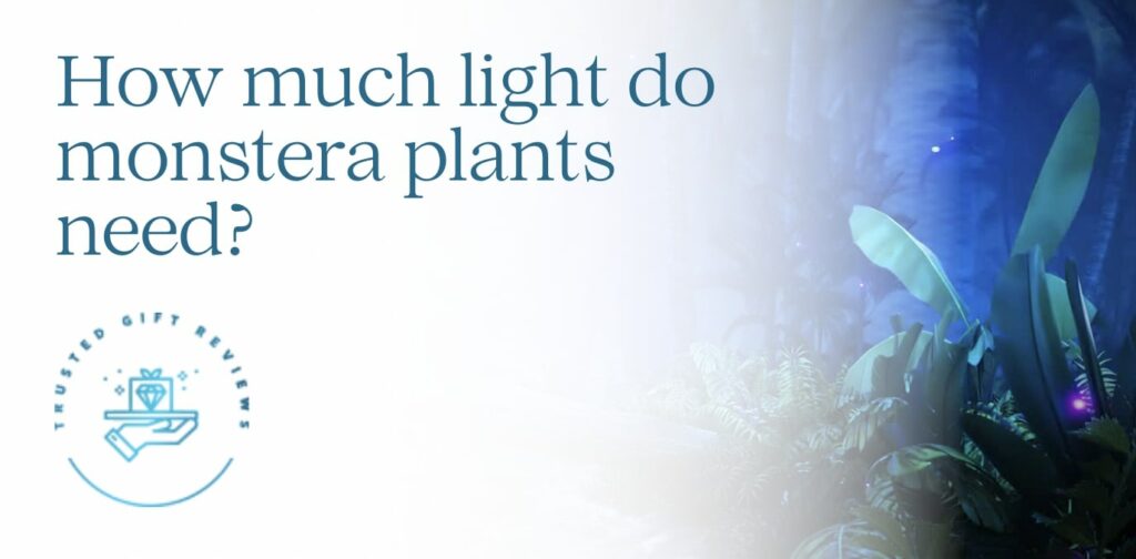 How much light do monstera plants need