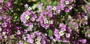 How should propagating an alyssum be done