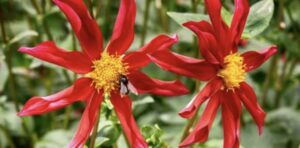 Orchid Dahlias