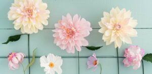 Peony Dahlias