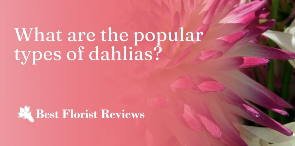 What are the popular types of dahlias