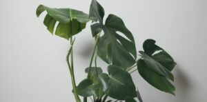 What are the signs telling me my monstera needs more light