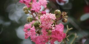 What is the correct way to deadhead or prune alyssums