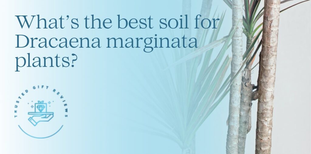 What’s the best soil for Dracaena marginata plants