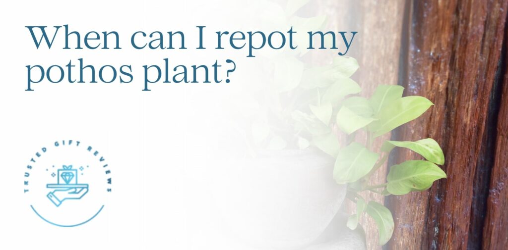 When can I repot my pothos plant