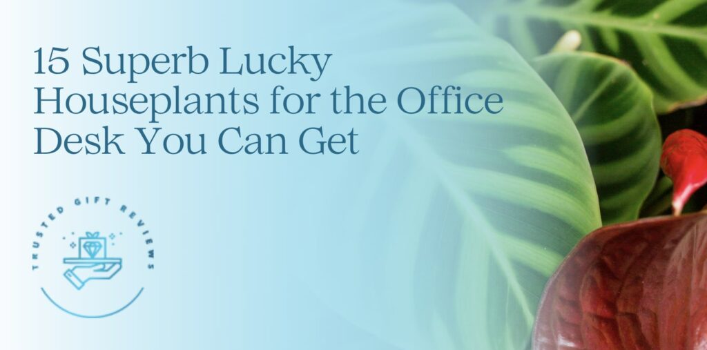 15 Superb Lucky Houseplants for the Office Desk You Can Get