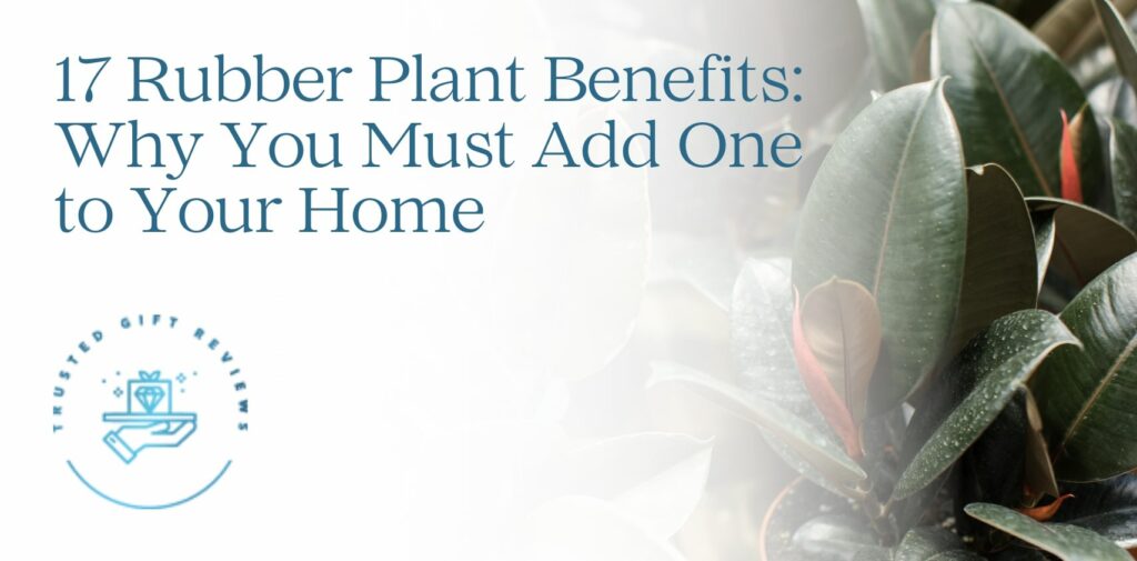 17 Rubber Plant Benefits Why You Must Add One to Your Home