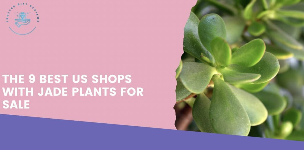 9 Best US Shops with Jade Plants for Sale