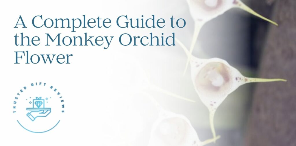 A Complete Guide to the Monkey Orchid Flower