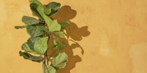 Can fiddle leaf figs get too hot