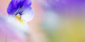 Capricorn - Pansy