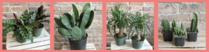 Chicago Plants Homepage
