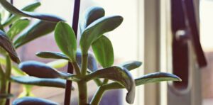 Don’t place plants in the northwest side of the house