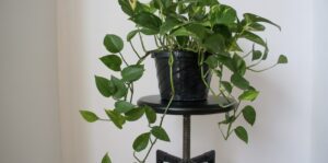 Golden Pothos