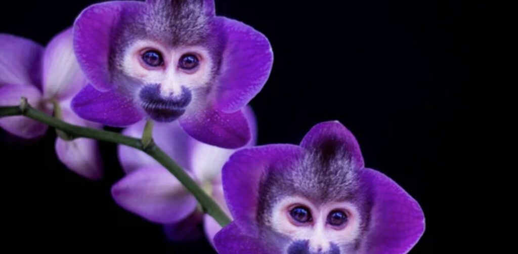 A Complete Guide to the Monkey Orchid Flower [2024]