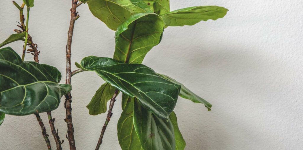 Why Do Fiddle Leaf Fig Leaves Yellow and How to Fix It [2025]