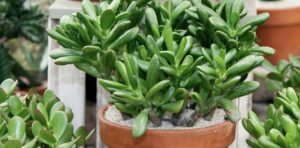 Jade Plant