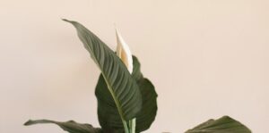 Peace Lily