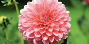 Pink Dahlia