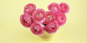 Pink Ranunculuses