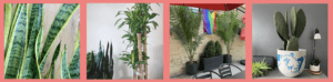 Plants Delivered Chicago's Homepage
