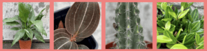 Sprout Home's Homepage