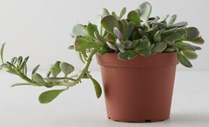 Terrain's Homepage