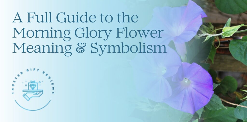 The Meaning of Morning Glories A Full Guide