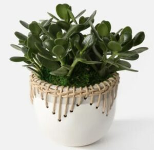 Urban Stems Homepage